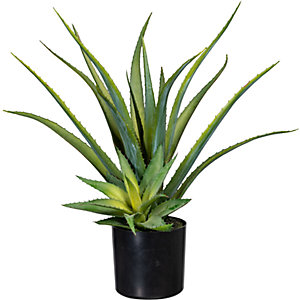 Aloe, im Kunststofftopf mit Erde, Höhe ca. 480 mm.