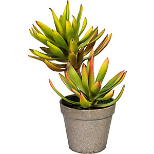 Aloe plicatilis, Höhe ca. 300 mm, im Kunststofftopf mit Erde.