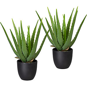 Aloe grün, VE 2 Stk, im Kunststofftopf, Höhe ca. 330 mm.