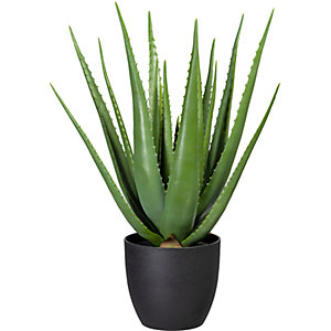 Aloe grün, im Kunststofftopf, Höhe ca. 660 mm.