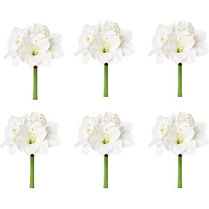 Amaryllis, weiß, VE 6 Stk, Gesamthöhe 560 mm.