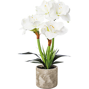 Amaryllis, im Zementtopf, weiß, Gesamthöhe 550 mm.